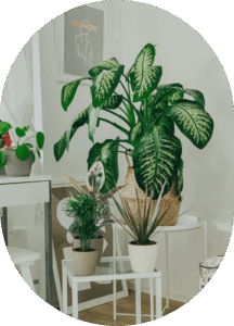 Parlor Palm